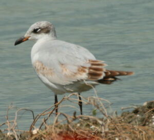 Mediterranean Gull