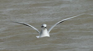 Little Gull 
&copy; Michel Moschovis