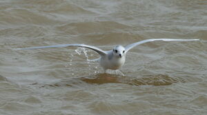 Little Gull 
&copy; Michel Moschovis