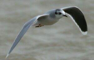 Mouette pygm�e