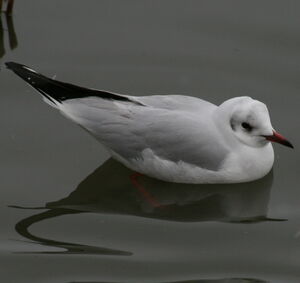 Black-headed Gull