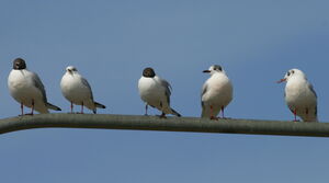 Mouette rieuse