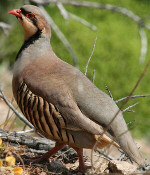 Chukar Partridge