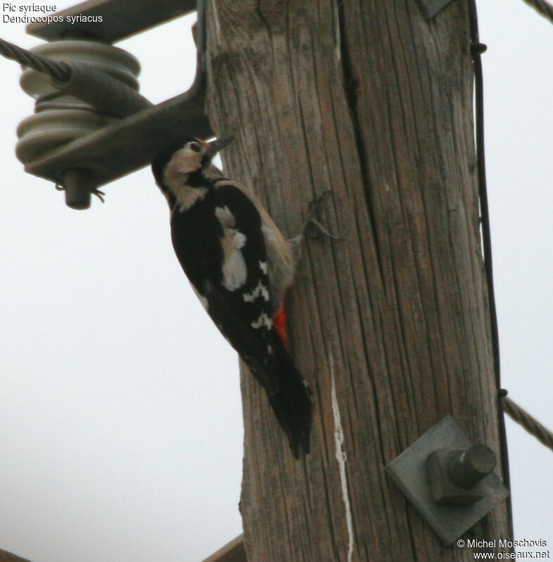 Syrian Woodpecker, identification