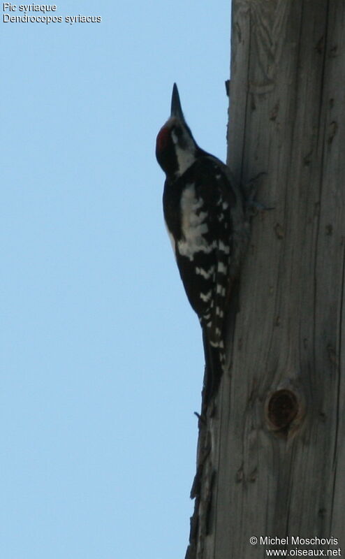 Syrian Woodpecker, identification