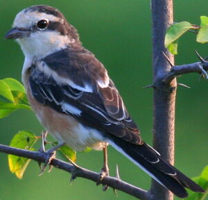 Masked Shrike 
&copy; Michel Moschovis