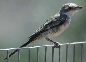 Masked Shrike 
&copy; Michel Moschovis
