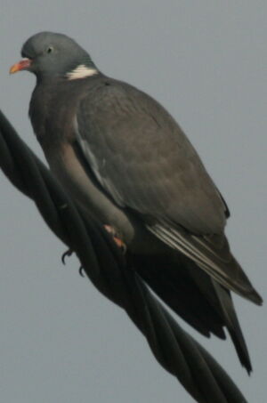 Common Wood Pigeon