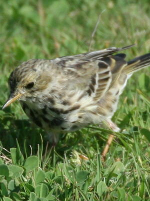 Pipit farlouse