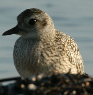 Grey Plover