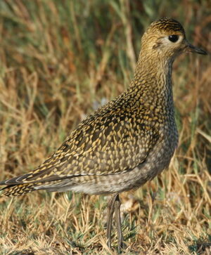 European Golden Plover 
&copy; Michel Moschovis