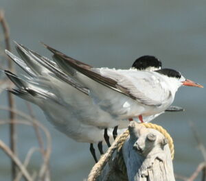 Common Tern