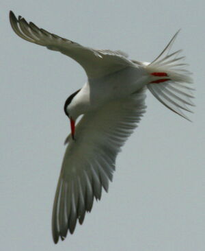 Common Tern