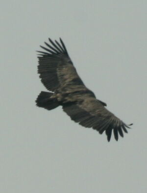 Vautour fauve