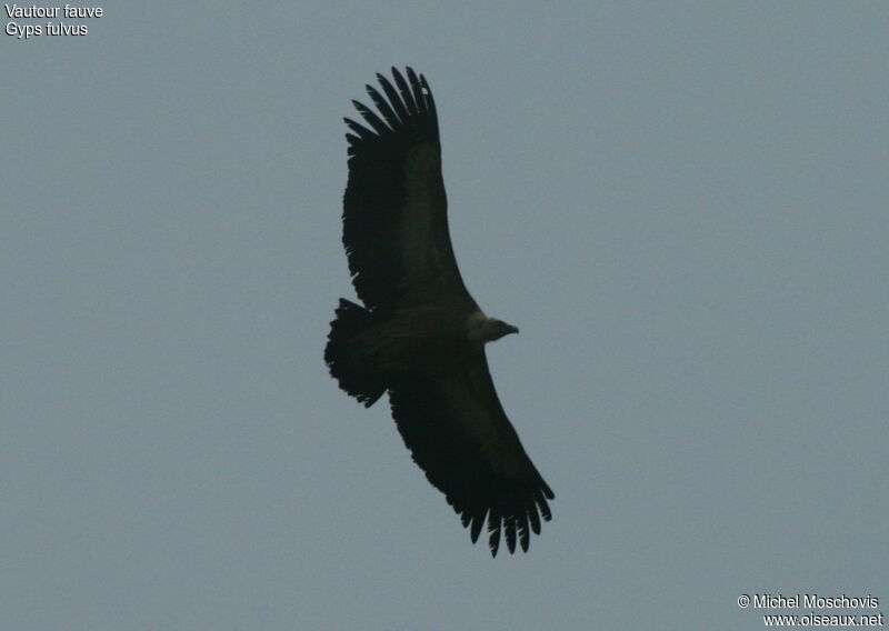 Griffon Vulture, identification