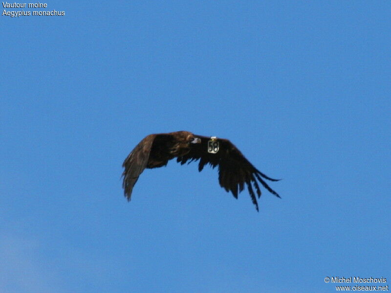 Cinereous Vulture, identification