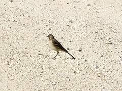 White Wagtail