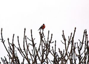 Eurasian Bullfinch