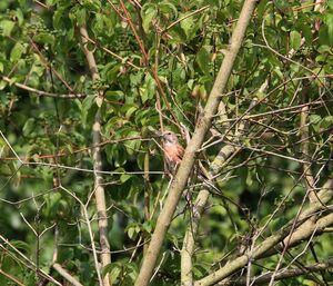 Common Linnet 
&copy; Michel Ottaviani
