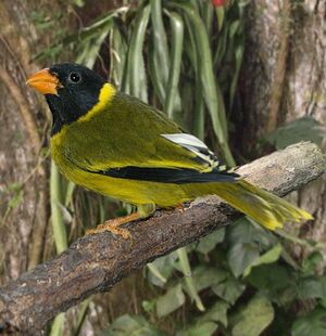 Oriole Finch
