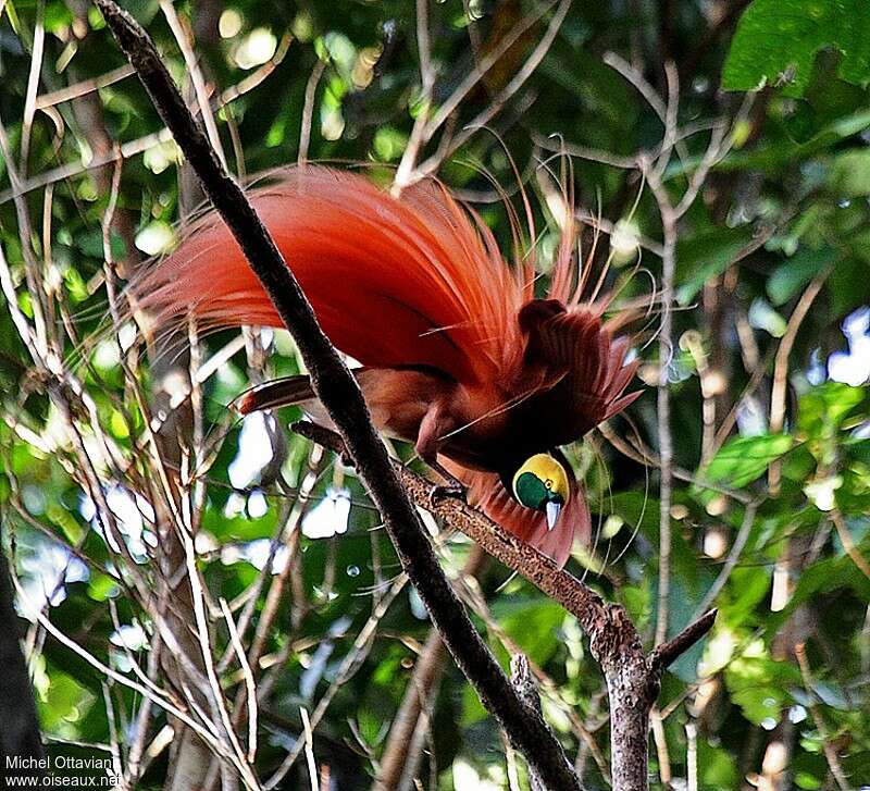 Raggiana Bird-of-paradise male adult, courting display