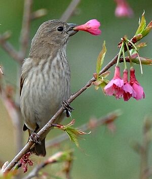 Common Rosefinch 
&copy; Michel Ottaviani