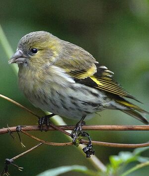Eurasian Siskin 
&copy; Michel Ottaviani