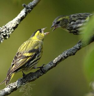 Eurasian Siskin 
&copy; Michel Ottaviani