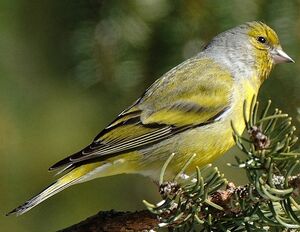 Citril Finch 
&copy; Michel Ottaviani