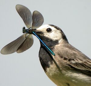 White Wagtail