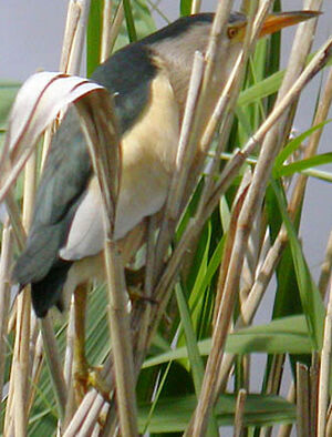 Little Bittern