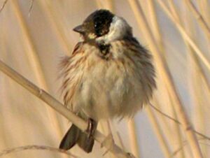 Common Reed Bunting