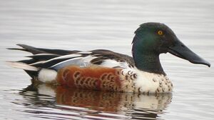 Northern Shoveler 
&copy; Michel Tellia