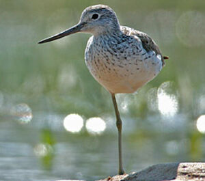 Common Greenshank