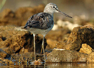 Common Greenshank