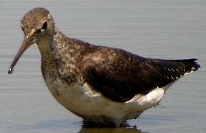 Green Sandpiper 
&copy; Michel Tellia