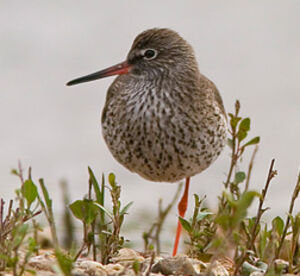 Common Redshank