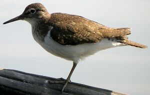 Common Sandpiper