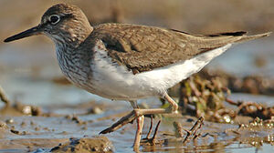 Common Sandpiper