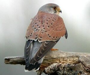 Common Kestrel