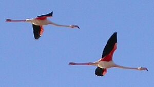 Flamant rose