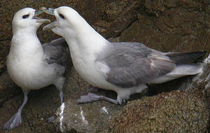 Fulmar bor�al 
&copy; Michel Tellia
