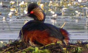 Black-necked Grebe 
&copy; Michel Tellia