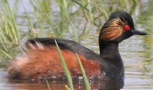 Black-necked Grebe