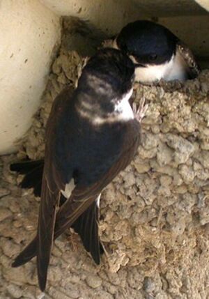 Hirondelle de fen�tre
