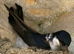 Hirondelle de fen�tre