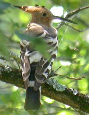 Eurasian Hoopoe