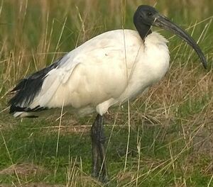 Ibis sacr�