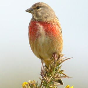 Common Linnet 
&copy; Michel Tellia