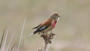 Common Linnet